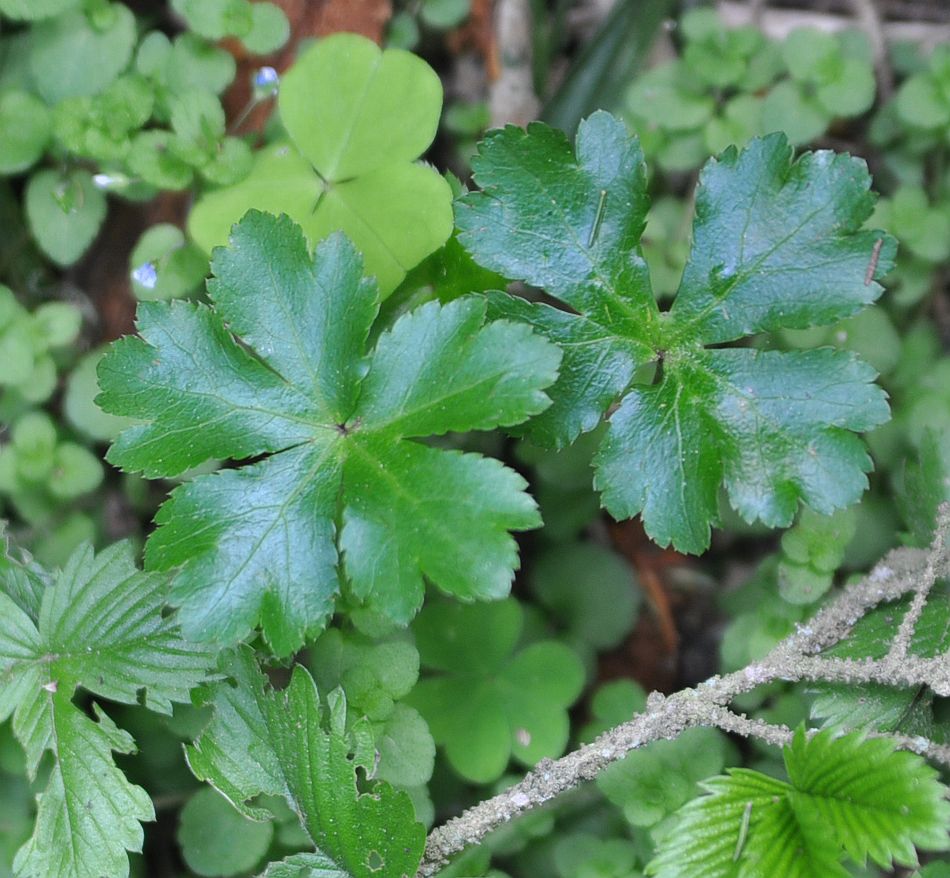 Image of Sanicula europaea specimen.