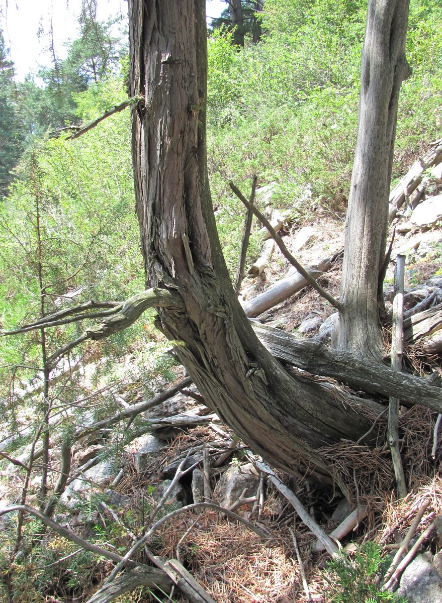 Изображение особи Juniperus oblonga.