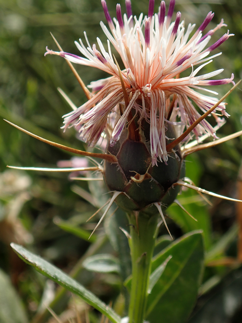 Image of Centaurea raphanina ssp. mixta specimen.