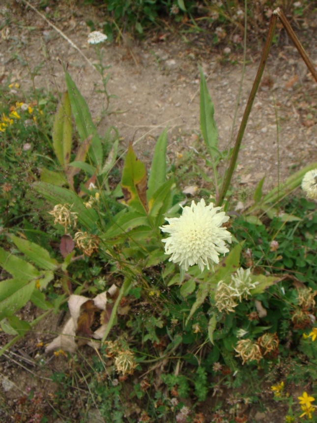 Изображение особи Cephalaria gigantea.