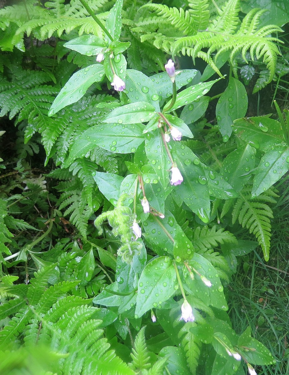 Image of genus Epilobium specimen.