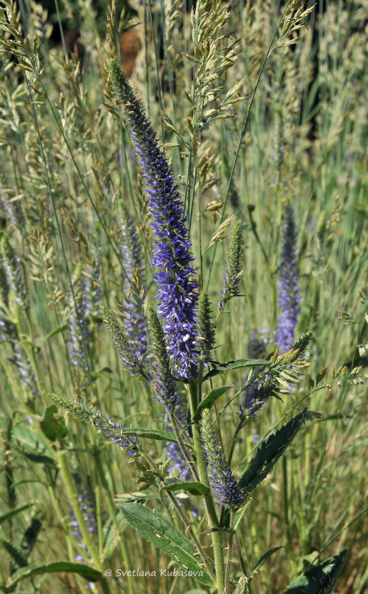 Изображение особи Veronica porphyriana.