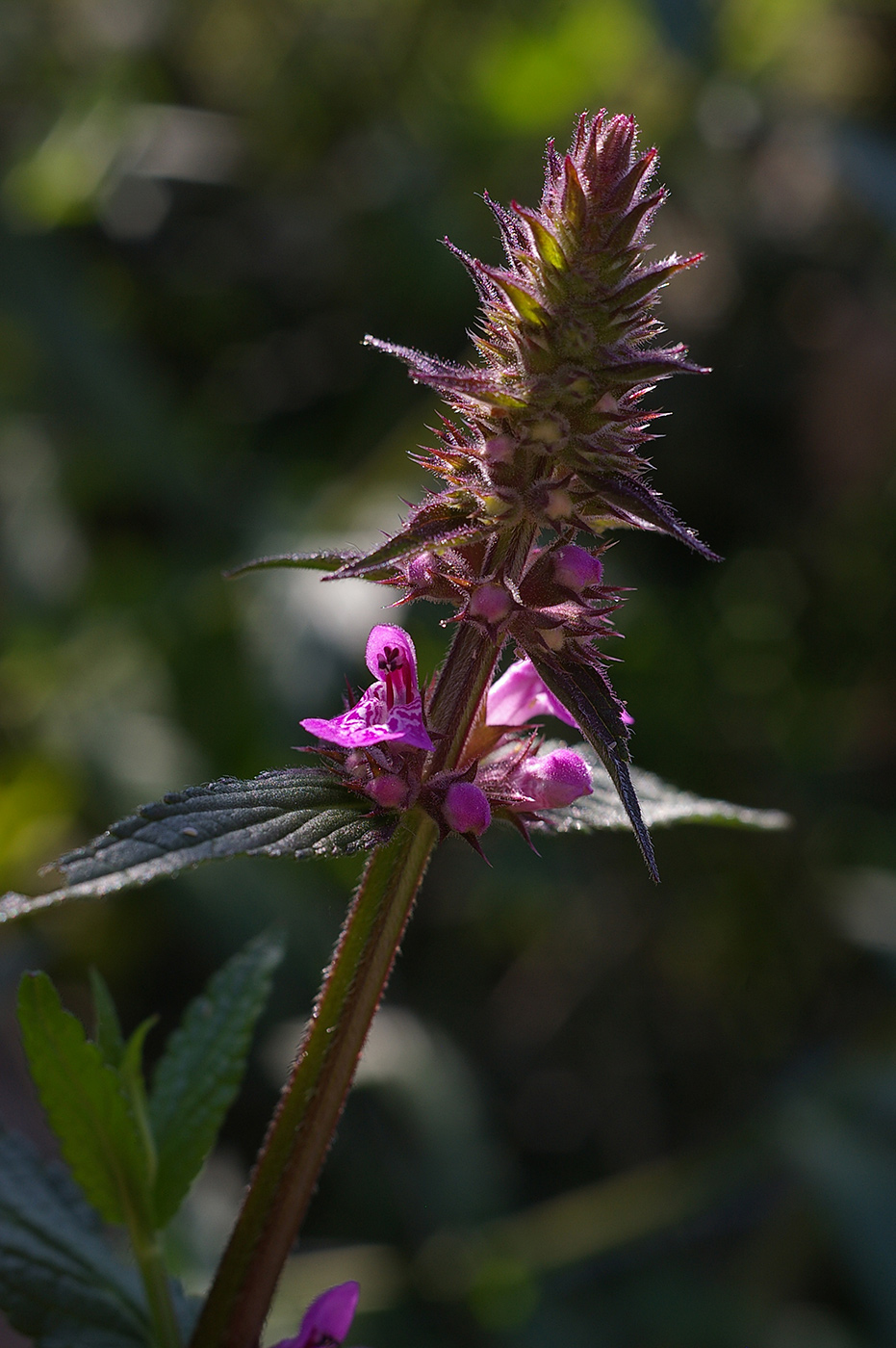 Изображение особи Stachys palustris.