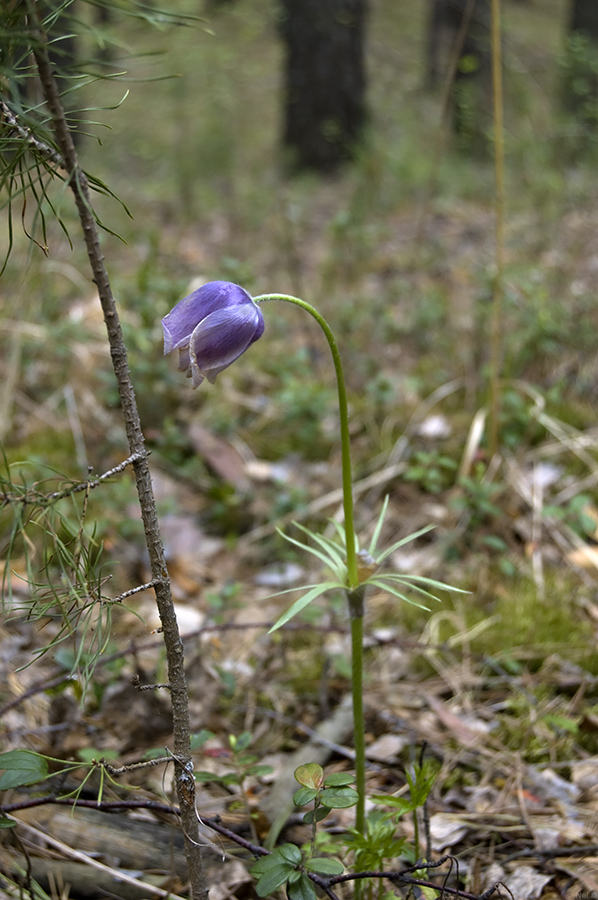 Image of Pulsatilla patens specimen.