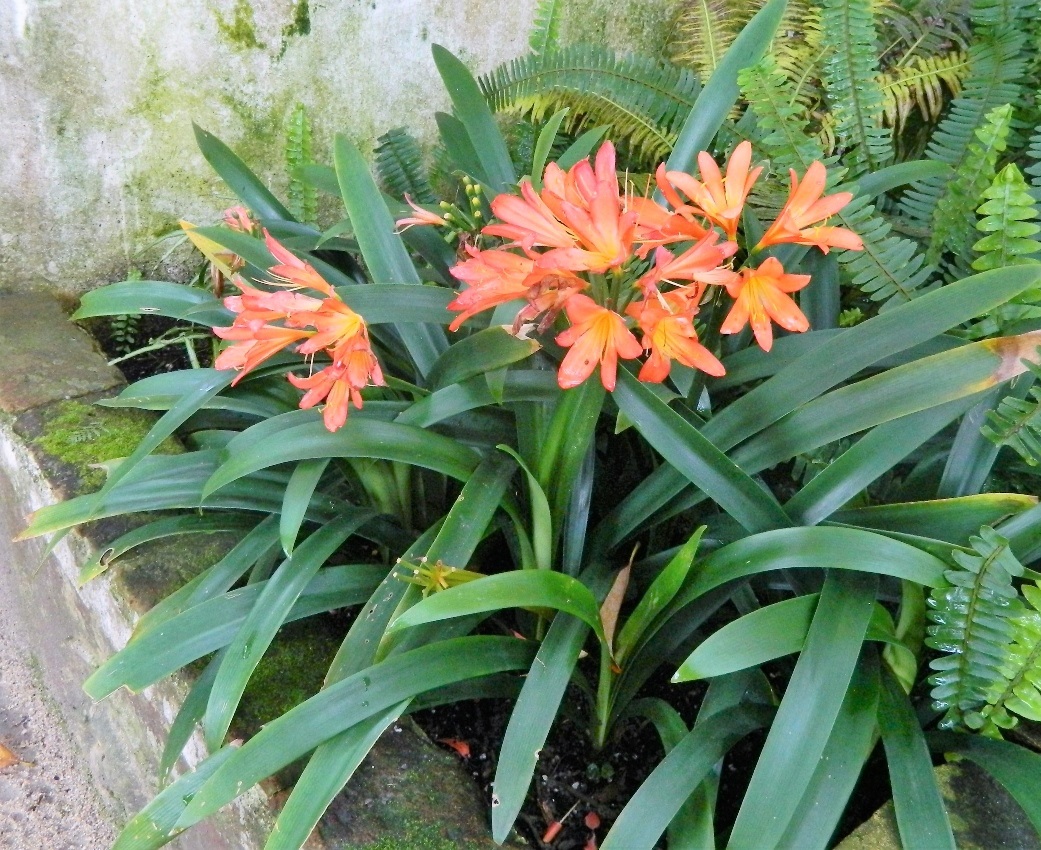 Image of Clivia miniata specimen.