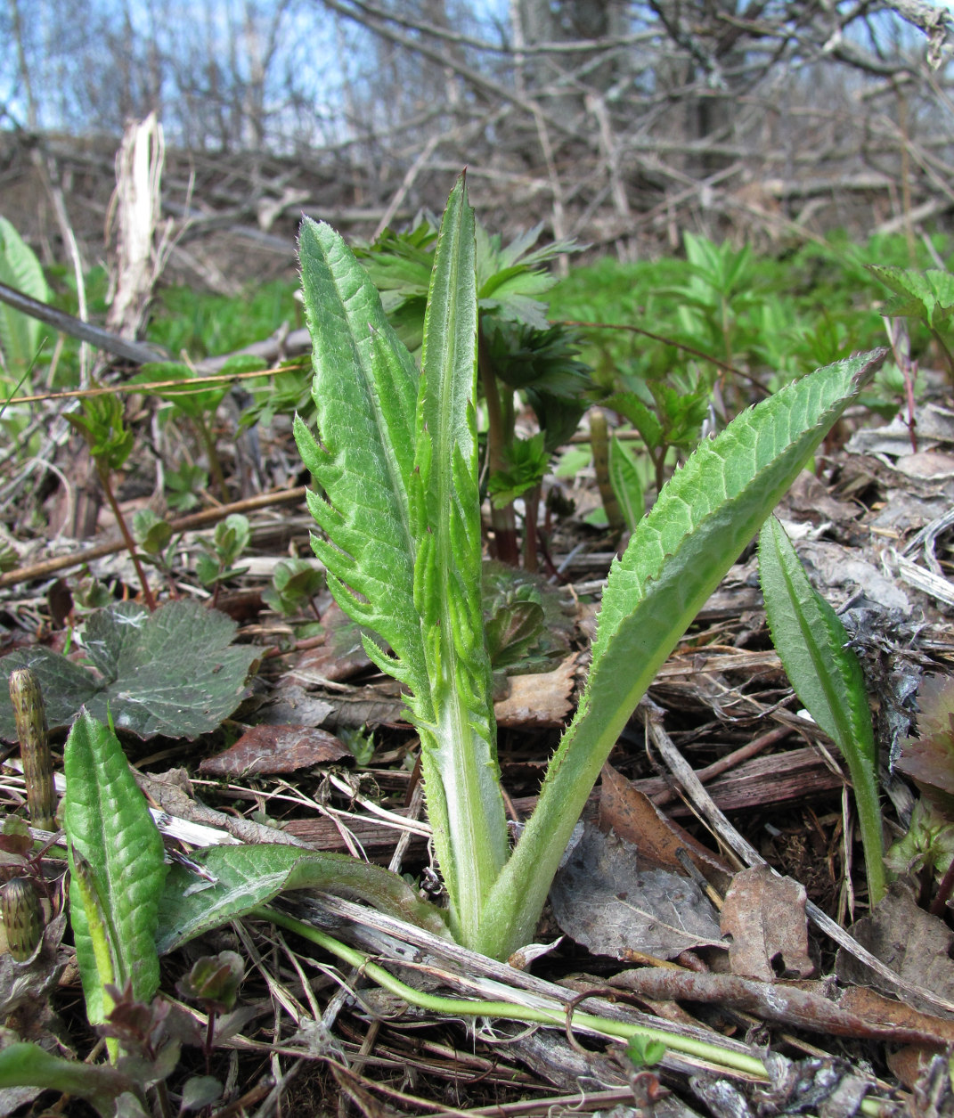 Изображение особи Cirsium heterophyllum.