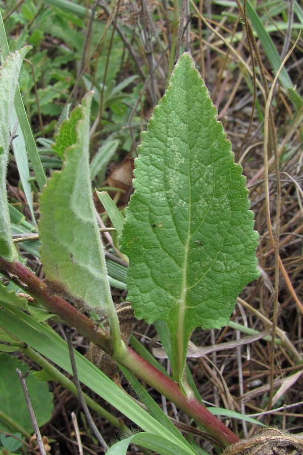 Image of Campanula bononiensis specimen.