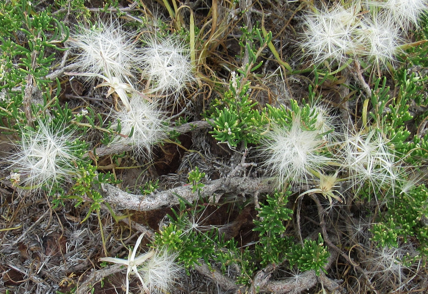 Image of Takhtajaniantha pusilla specimen.