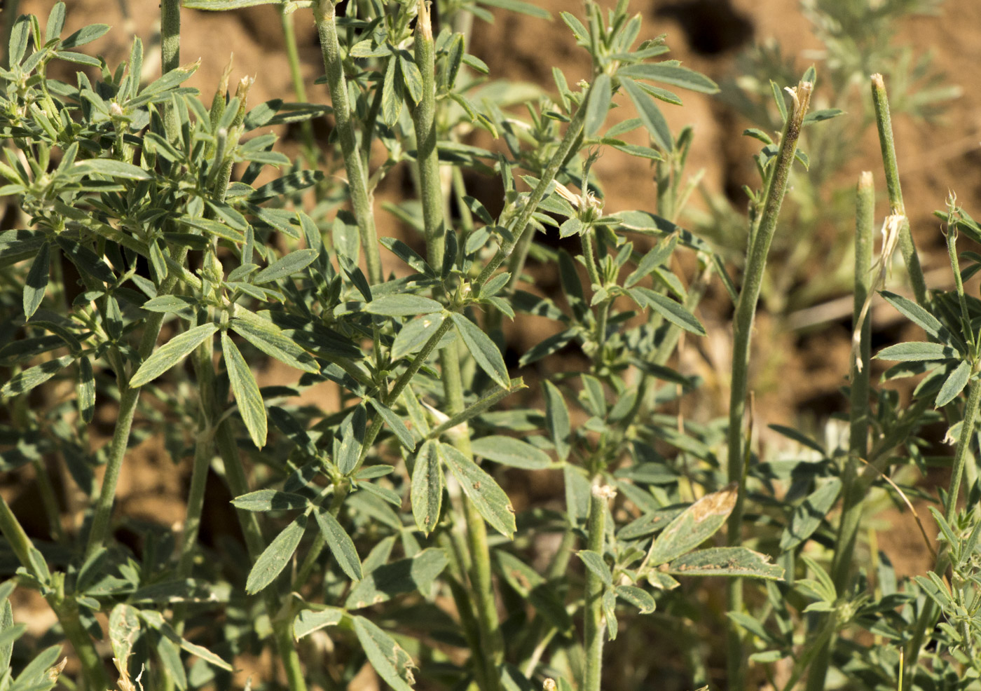 Изображение особи Medicago falcata.