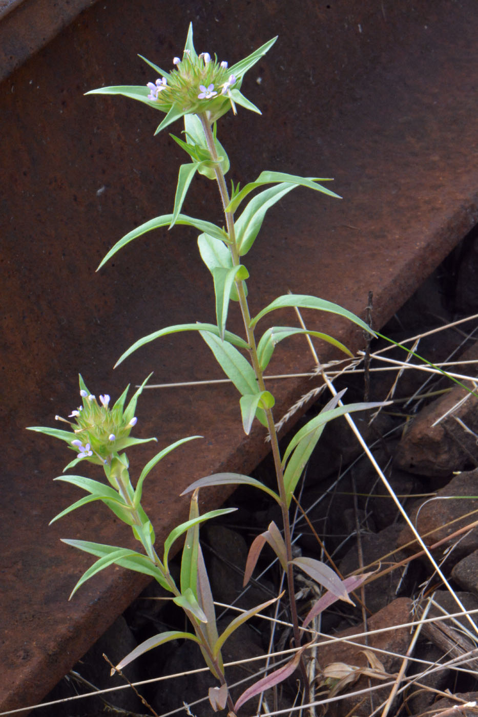 Изображение особи Collomia linearis.