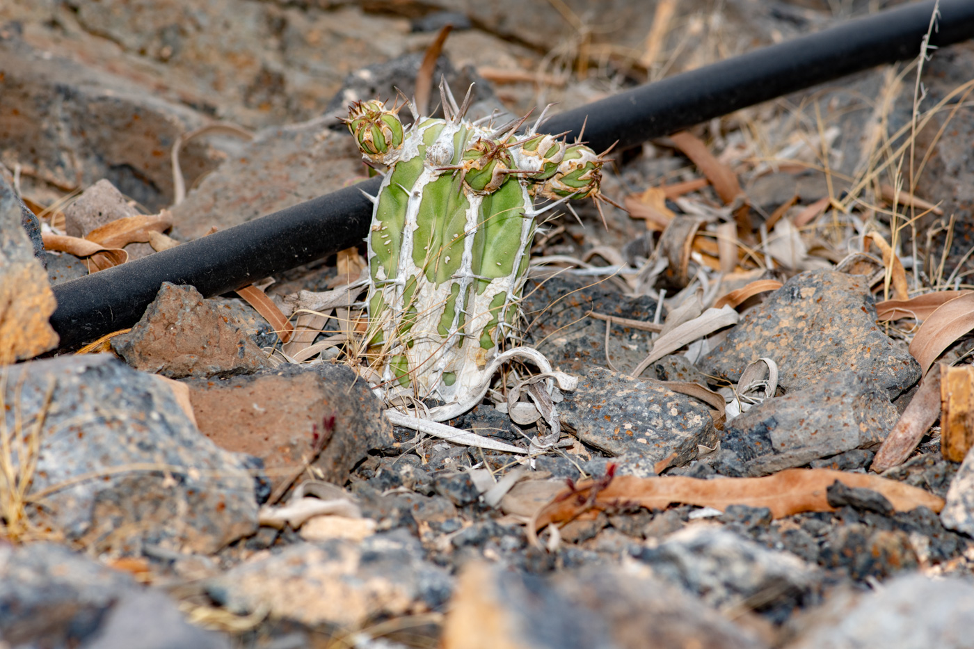 Image of Euphorbia handiensis specimen.