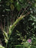 Echinochloa crus-galli. Соцветие. Крым, окр. с. Лучистое. 21 июля 2010 г.