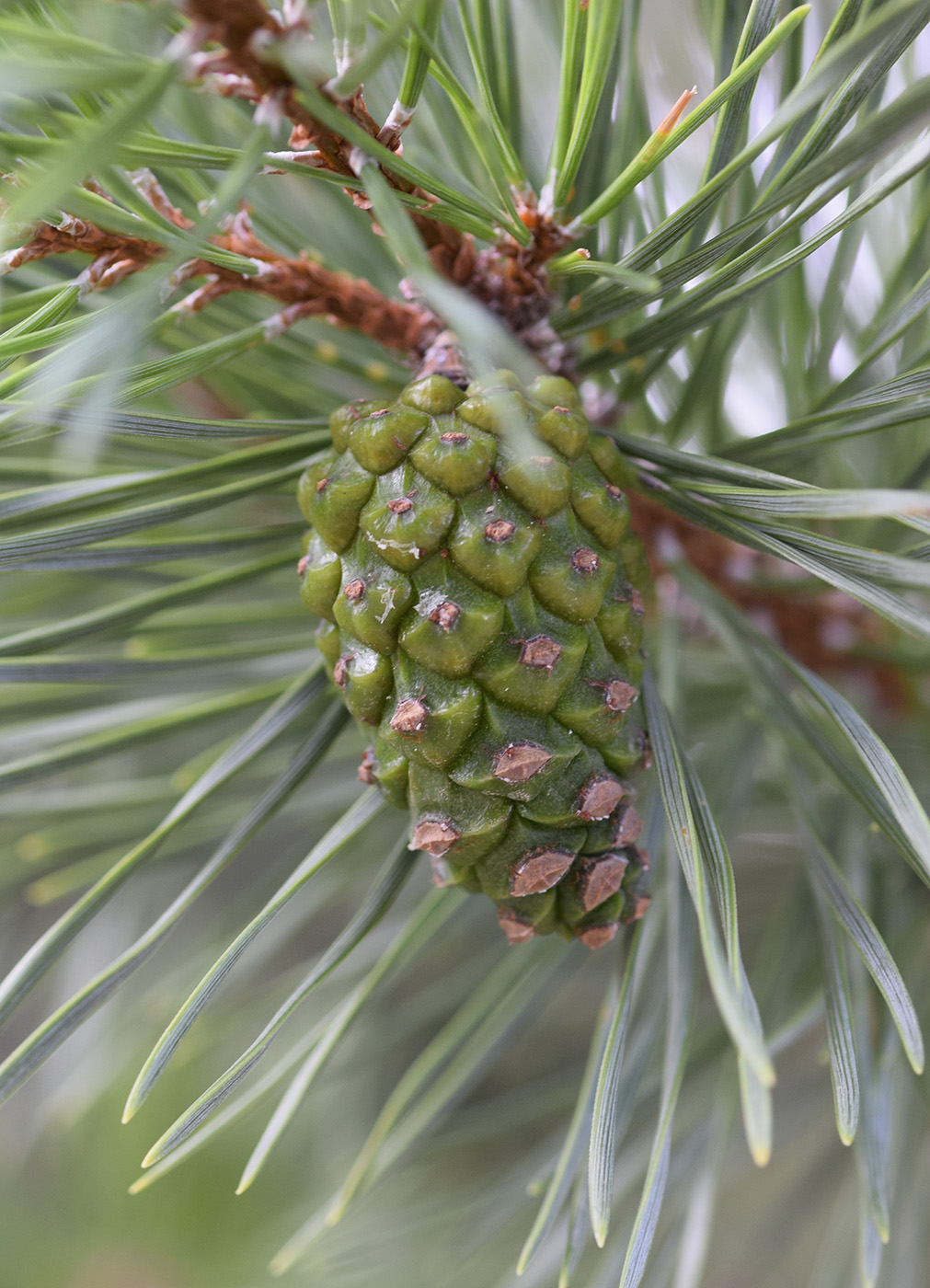 Изображение особи Pinus sylvestris.