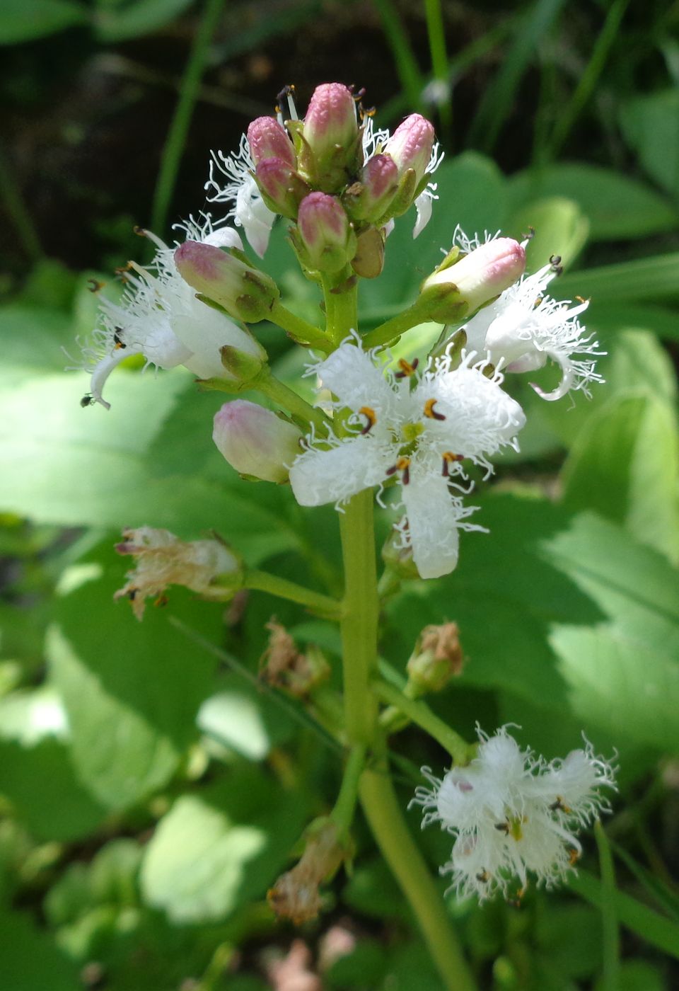 Image of Menyanthes trifoliata specimen.