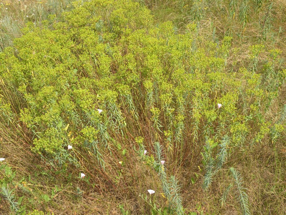 Image of Euphorbia seguieriana specimen.