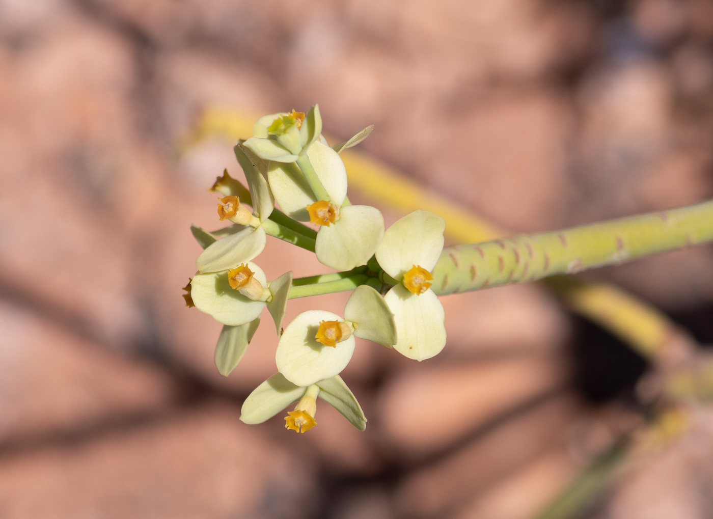 Изображение особи Euphorbia regis-jubae.