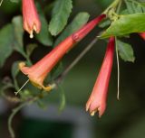 Tecoma subspecies arequipensis