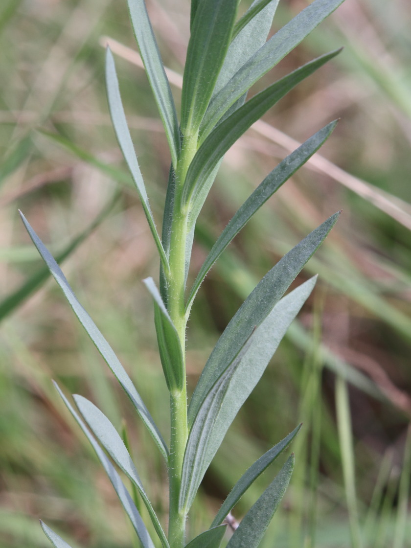 Изображение особи Linaria biebersteinii.