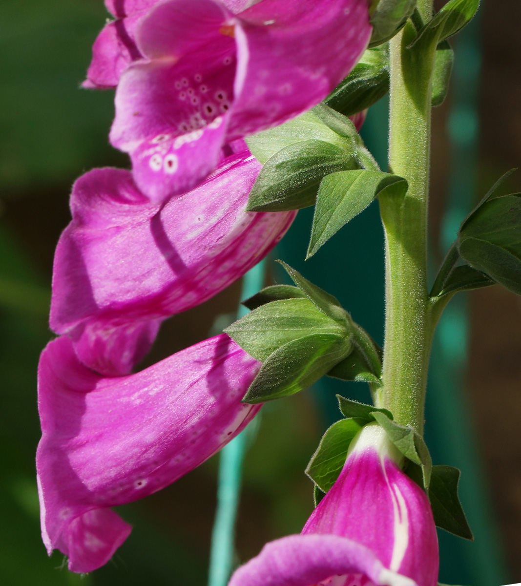 Изображение особи Digitalis purpurea.