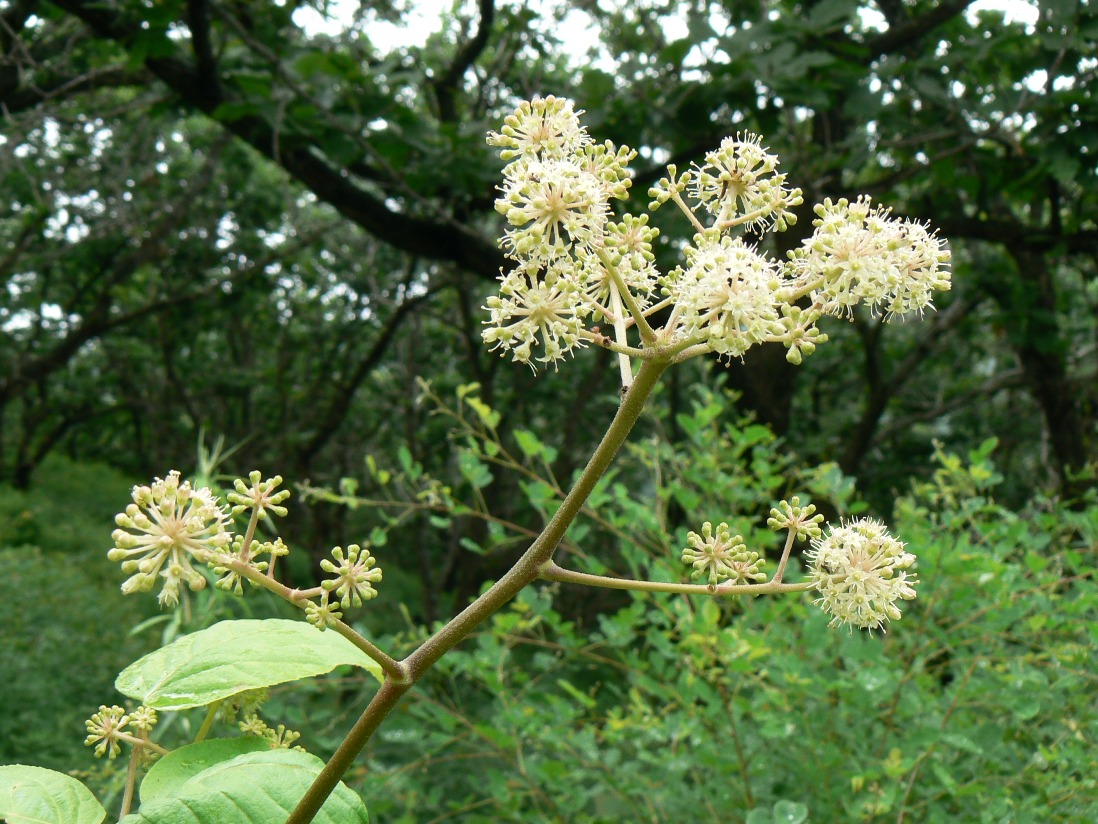 Image of Aralia continentalis specimen.