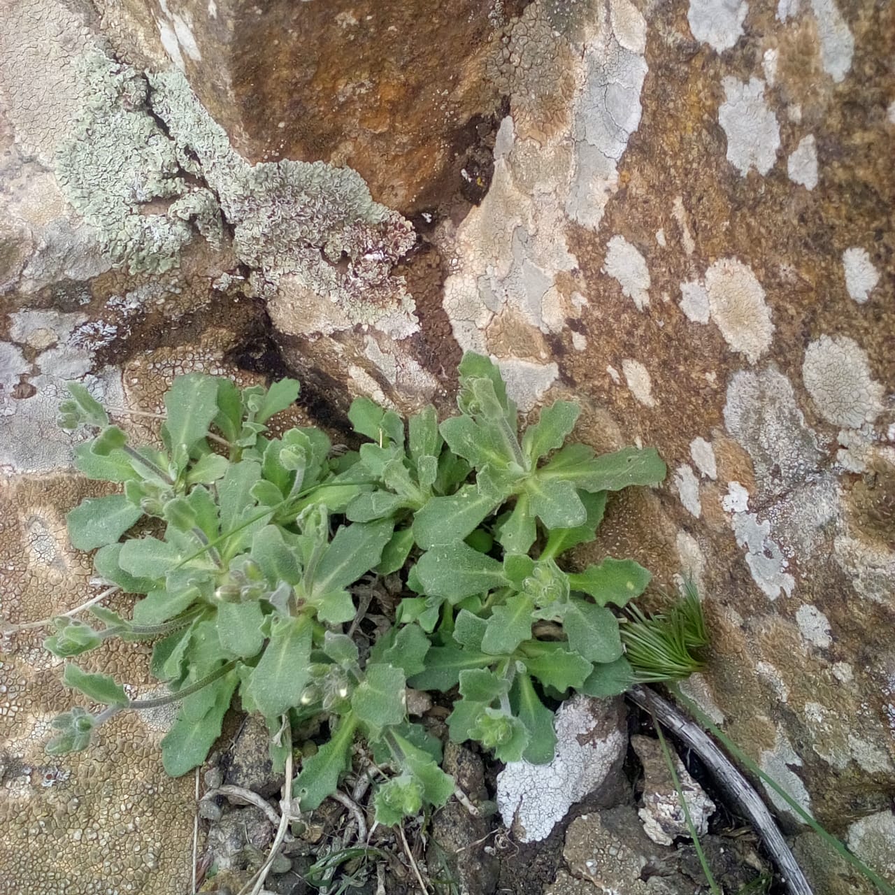 Image of Arabis caucasica specimen.