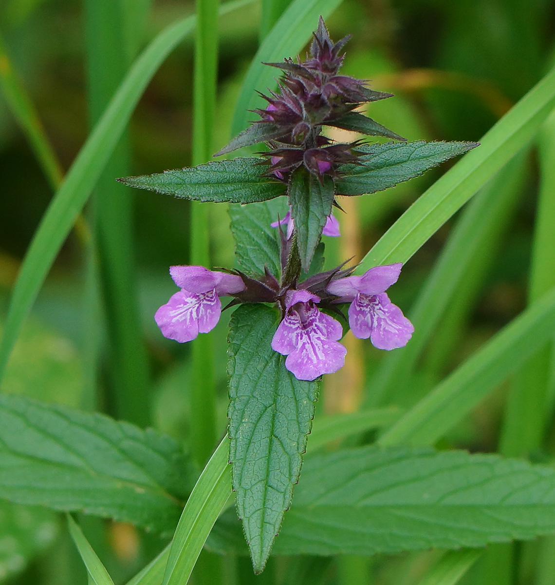 Image of Stachys palustris specimen.