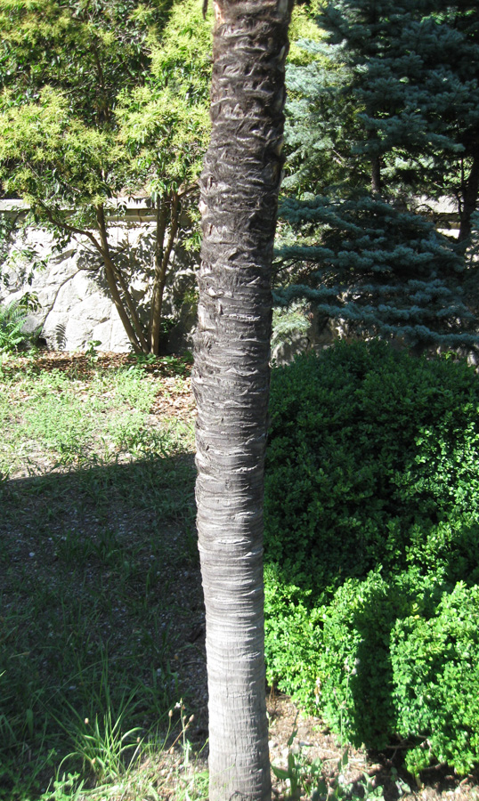 Image of Trachycarpus fortunei specimen.