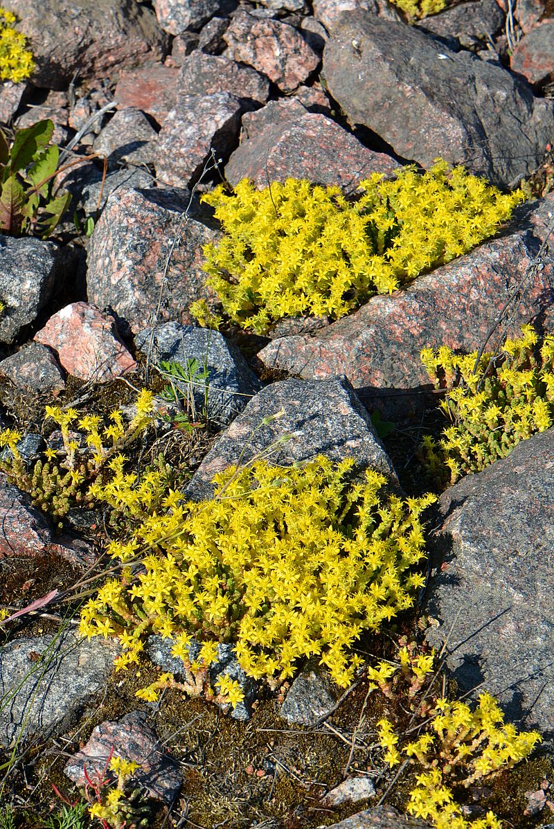 Image of Sedum acre specimen.