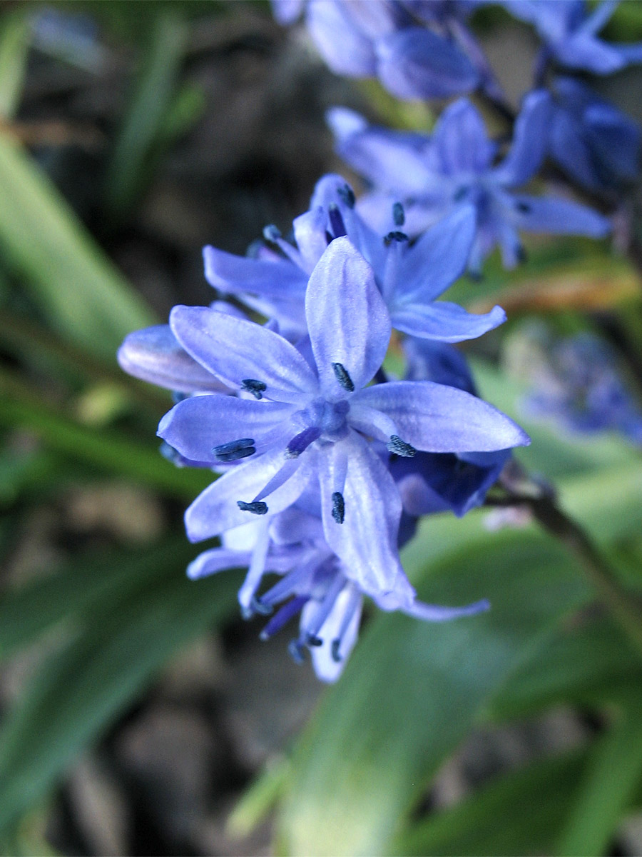 Image of Scilla bithynica specimen.