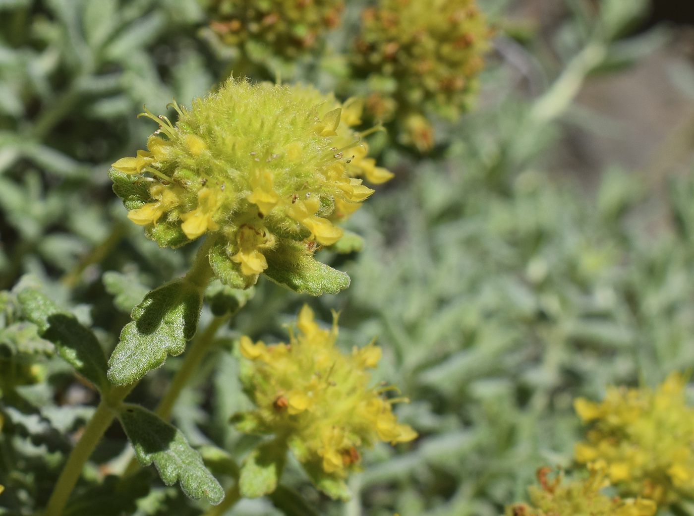 Изображение особи Teucrium aureum.