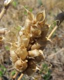Oxytropis spicata. Соплодие. Татарстан, г. Бавлы, остепнённый склон. 04.09.2010.