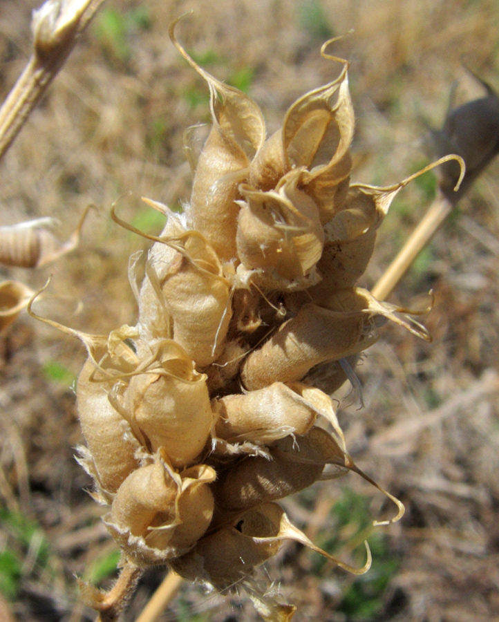 Изображение особи Oxytropis spicata.