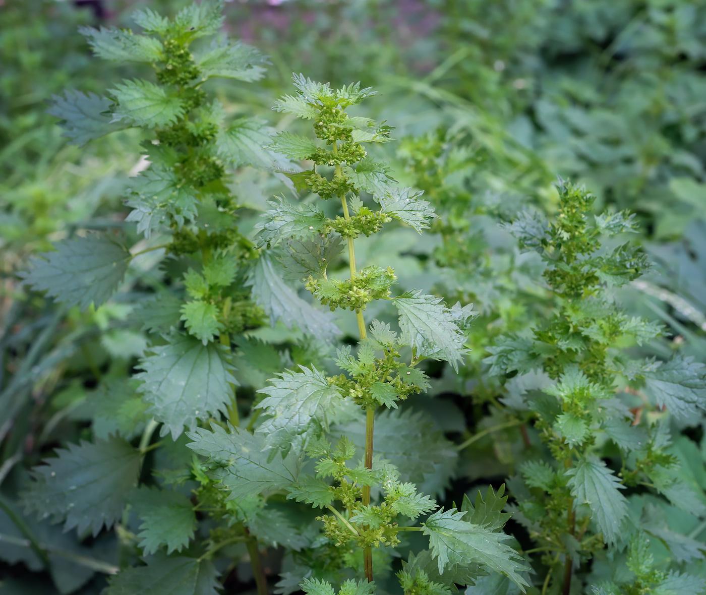 Image of Urtica urens specimen.