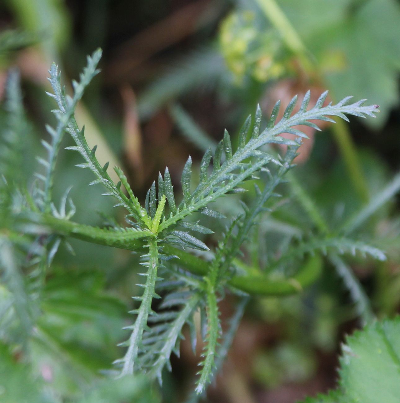 Изображение особи Achillea ledebourii.