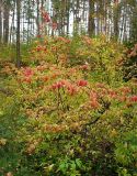 Euonymus verrucosus