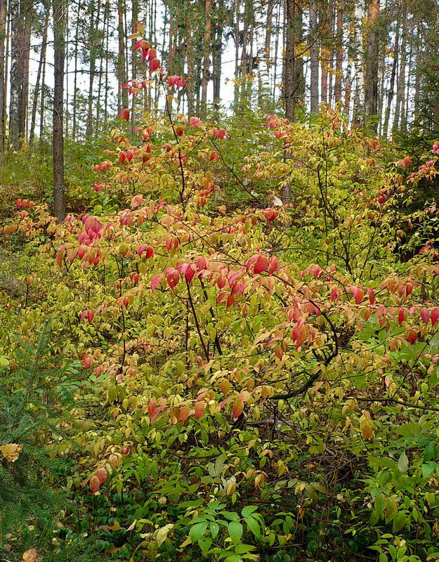 Image of Euonymus verrucosus specimen.