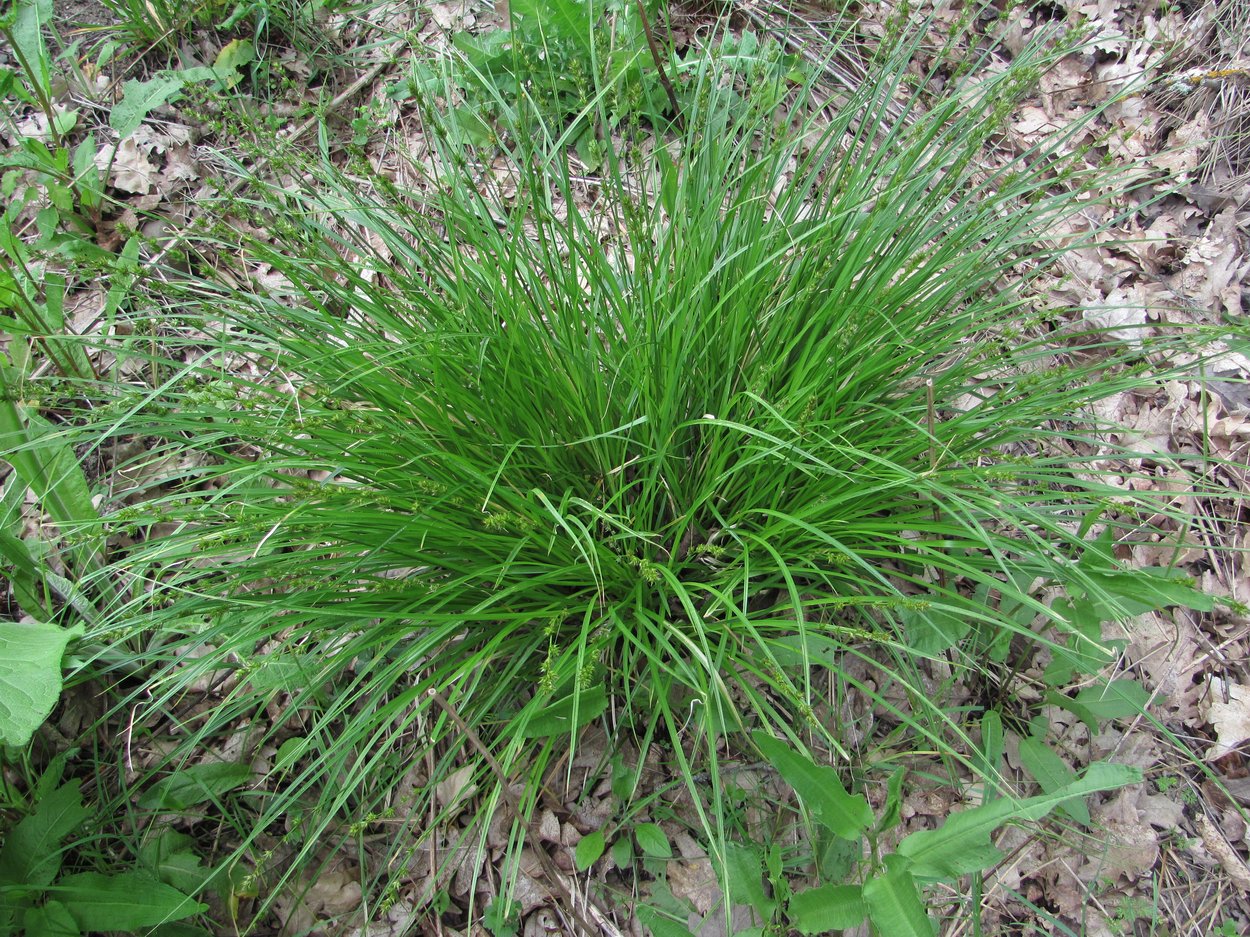 Image of genus Carex specimen.