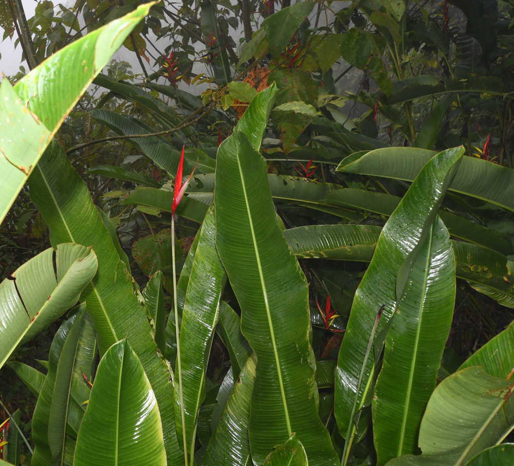 Image of Heliconia subulata specimen.