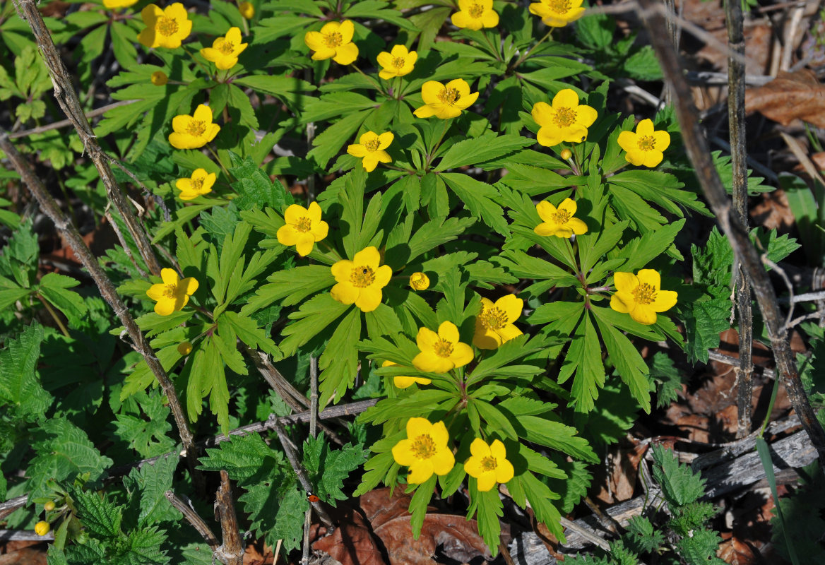 Image of Anemone ranunculoides specimen.