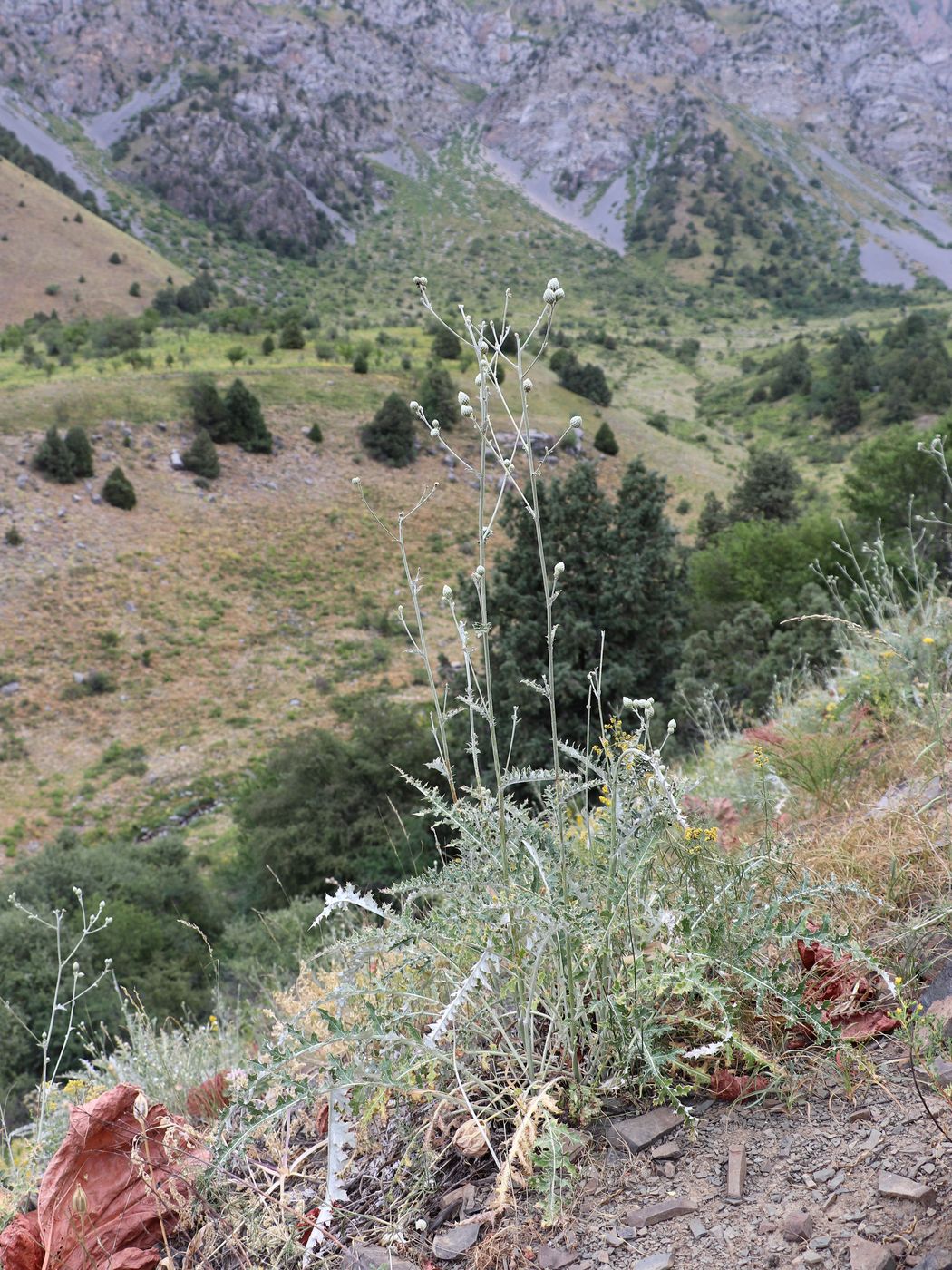 Изображение особи Cousinia dolichophylla.