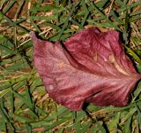 Acalypha wilkesiana