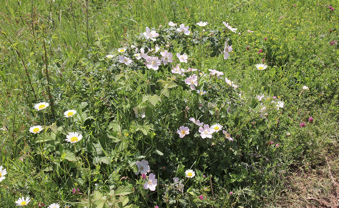 Image of Rosa marginata specimen.