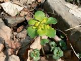 Chrysosplenium sibiricum. Соцветие. Хабаровский край, Хабаровский р-н, пос. Корфовский, влажная дорога от пос. в сопку. 19.05.2013.