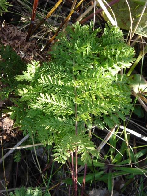 Image of genus Artemisia specimen.