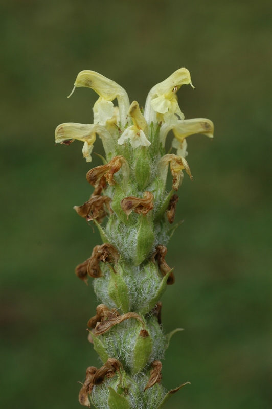 Изображение особи Pedicularis ludwigii.