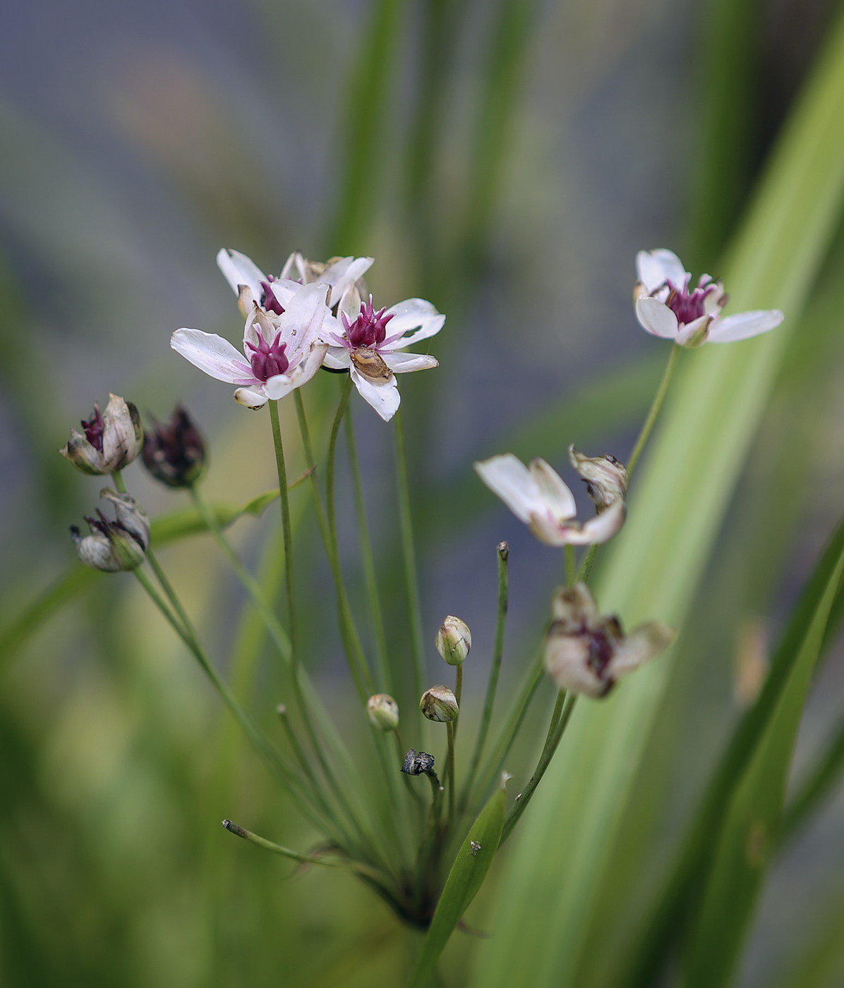 Изображение особи Butomus umbellatus.