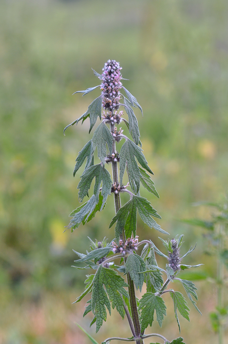 Image of Leonurus quinquelobatus specimen.