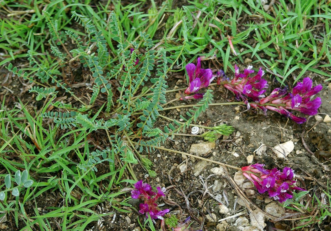 Image of genus Astragalus specimen.