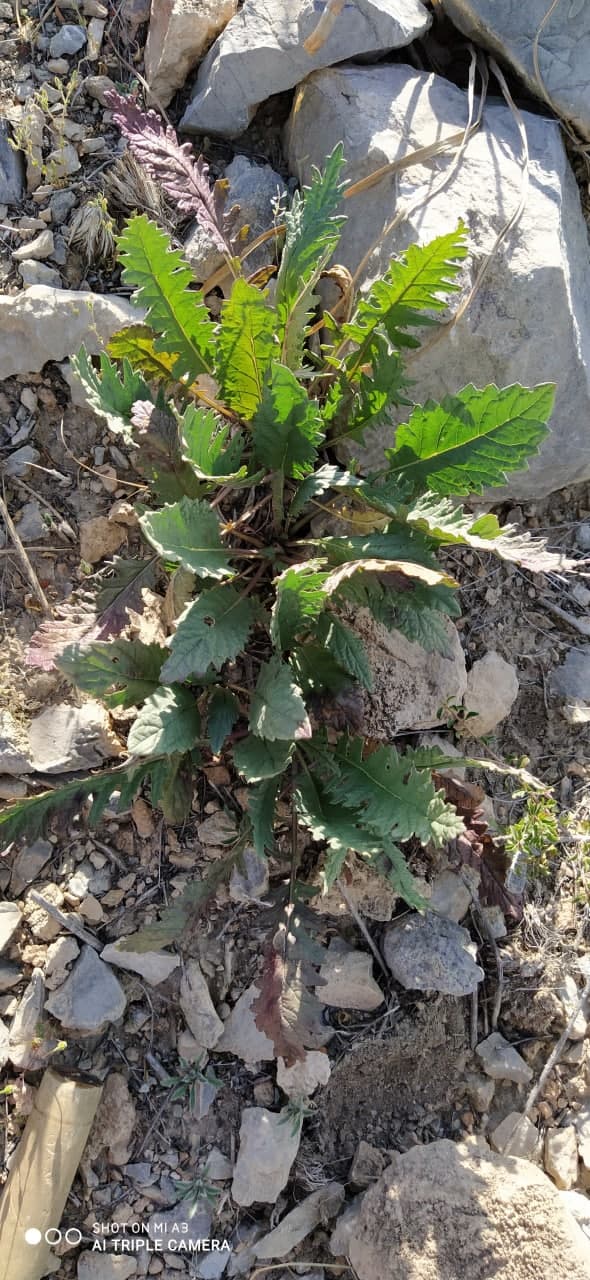 Image of Phlomoides integior specimen.