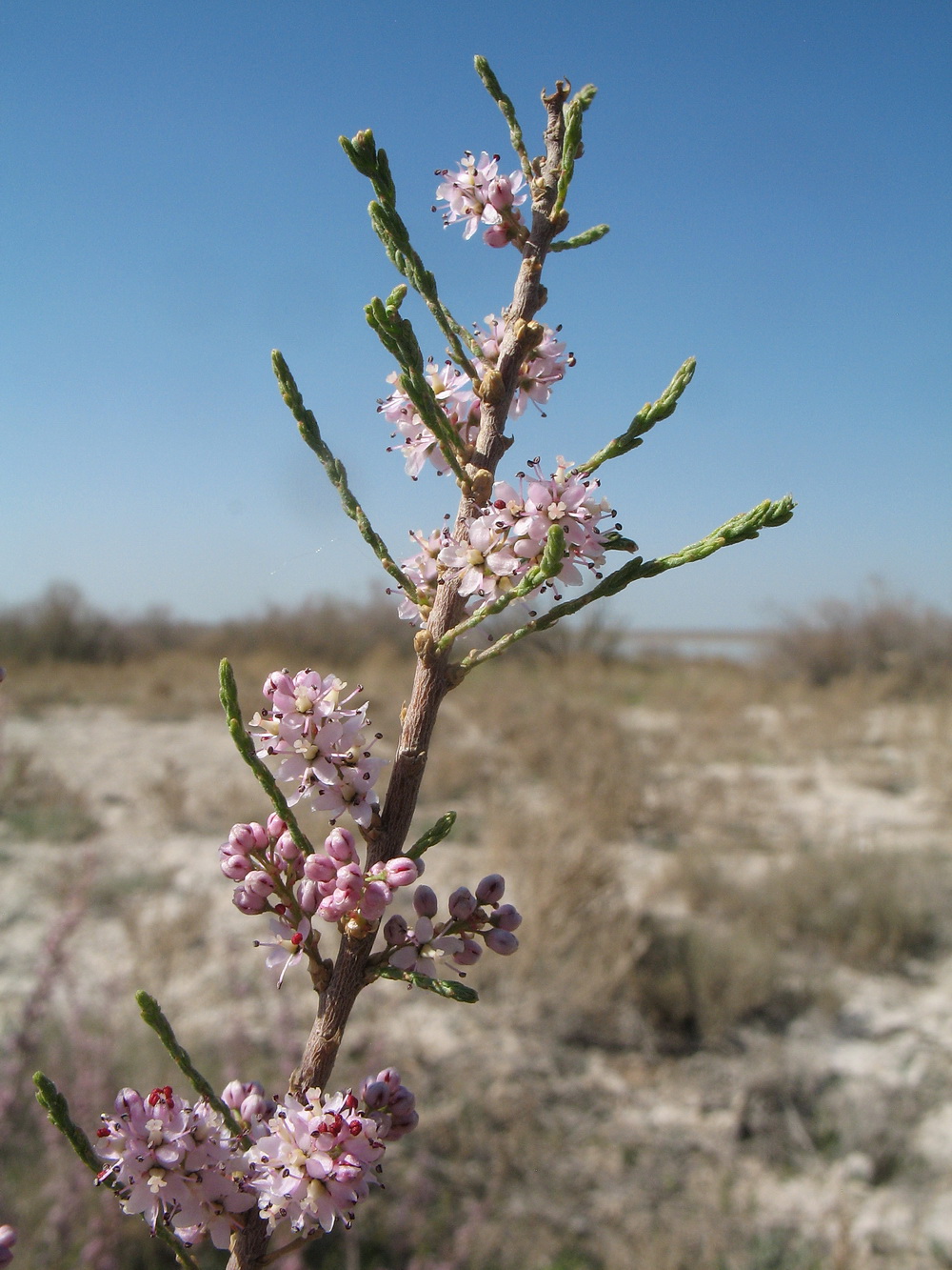 Image of Tamarix laxa specimen.